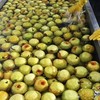 莱阳梨慈膏 商品缩略图2