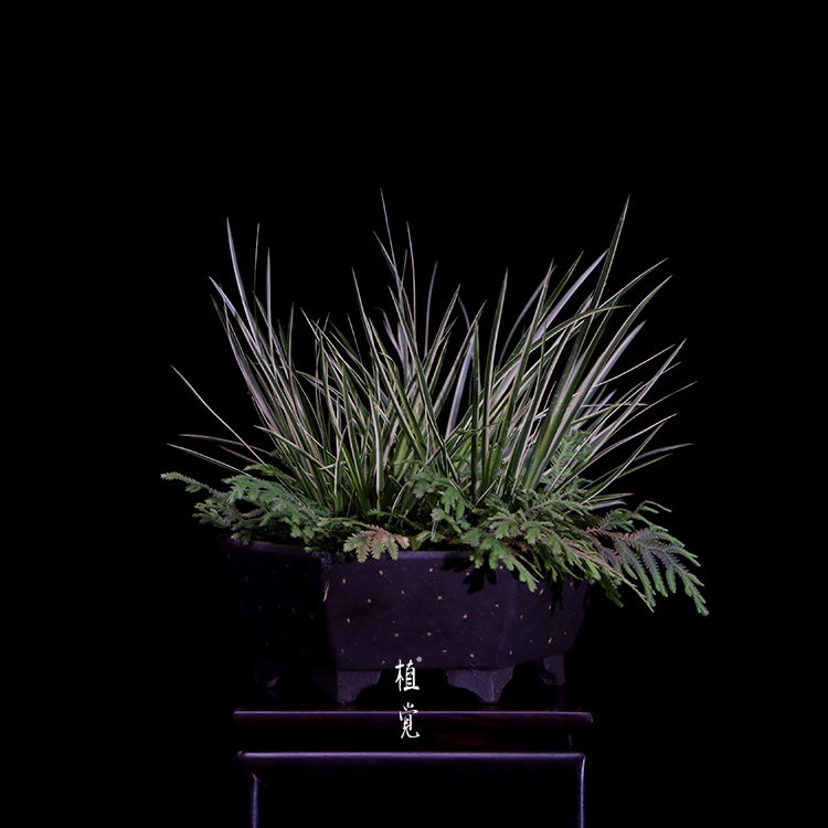 植觉 孤品 有栖川菖蒲 花叶卷柏