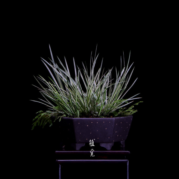 植觉 孤品 有栖川菖蒲 花叶卷柏