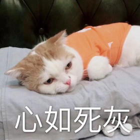 专栏11