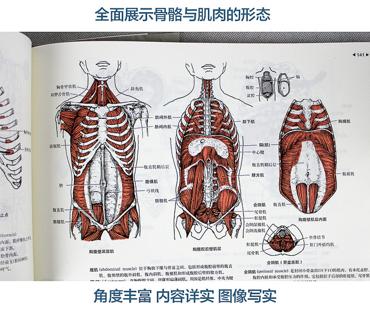 彩色正版《运动解剖学图谱修订第3版》肌肉塑造教程全书健美训练图解