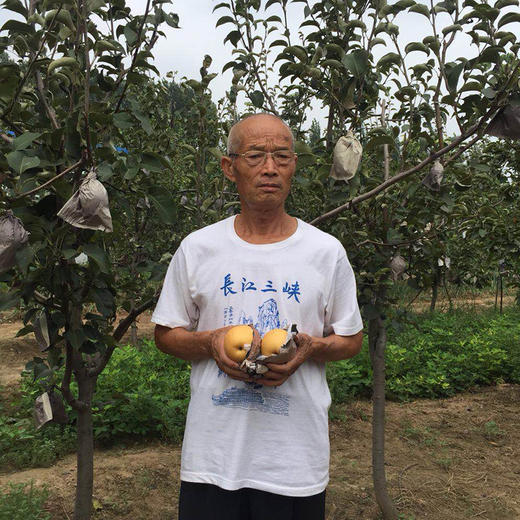 【助农扶贫】清丰县幸水梨 新鲜采摘 清脆多汁 秋季应季梨， 5斤装 商品图0