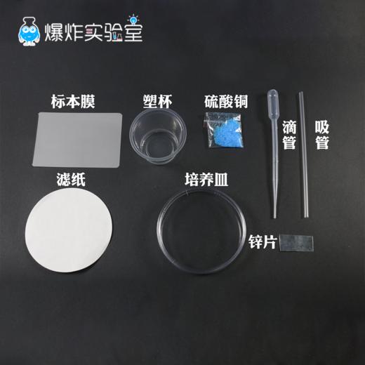 铁树开花 商品图4