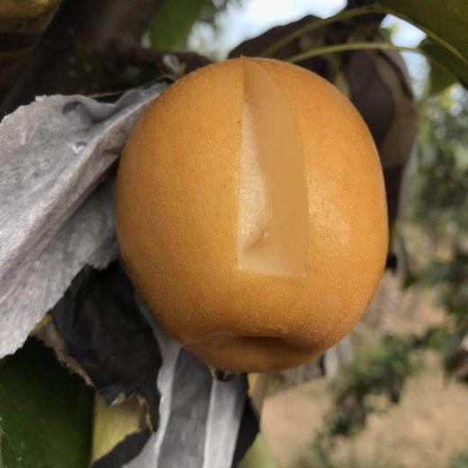 【助农扶贫】清丰县幸水梨 新鲜采摘 清脆多汁 秋季应季梨， 5斤装 商品图1