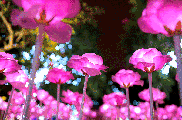 壁纸 花 桌面 600_396 gif 动态图 动图