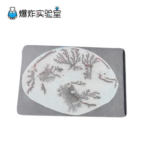 铁树开花 商品图1