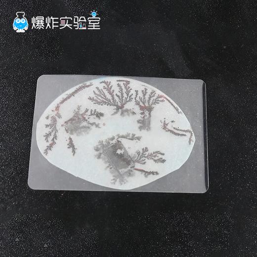 铁树开花 商品图0