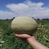 新疆淖毛湖西州蜜  哈密瓜（2个约10斤） 商品缩略图1