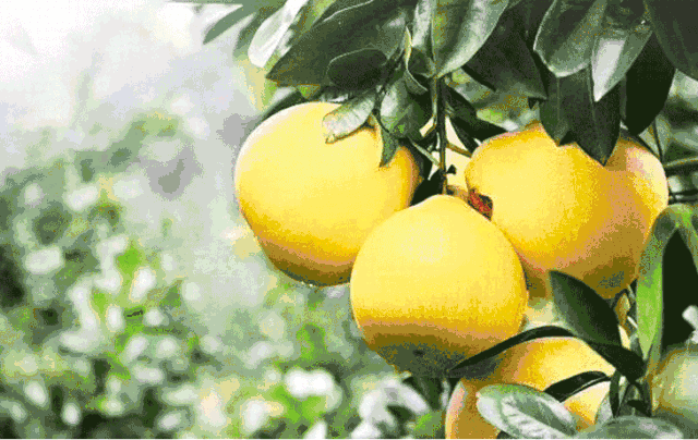 水果 植物 640_404 gif 动态图 动图