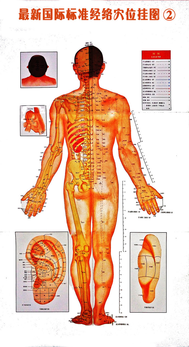 听见中医 | 新国际标准经络穴位挂图 针灸人体经络穴位图经络图大挂图