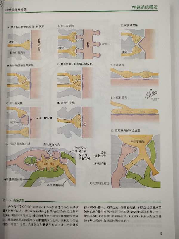 奈特人体神经解剖彩色图谱