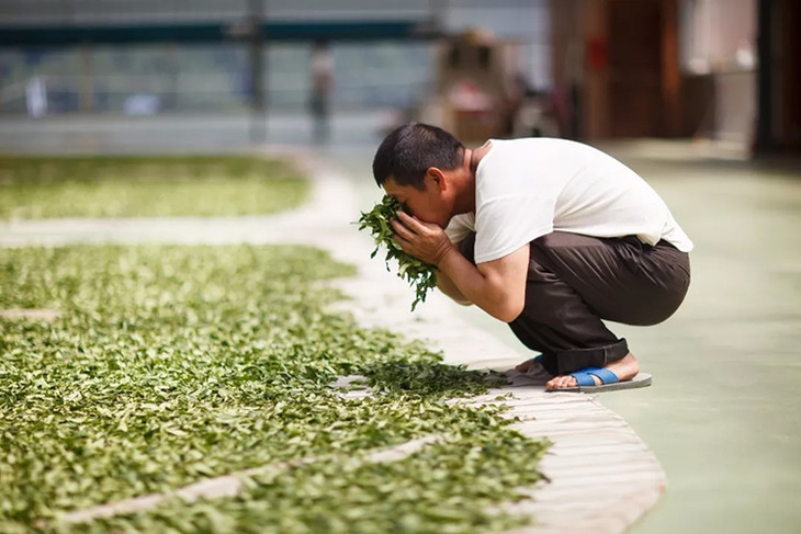 以「轻萎凋,轻揉捻,轻发酵」的 工艺制得清香型乌龙茶, 经过凉青,晒