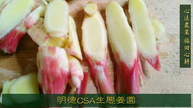 看网红李子柒种姜，做几道暖暖的姜味小食 