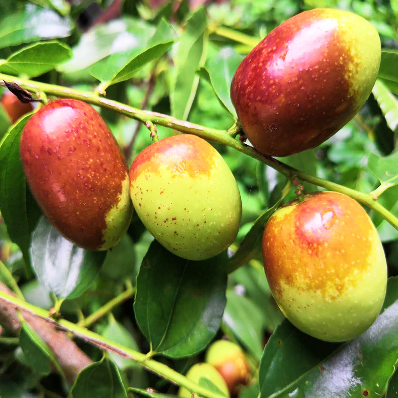 楚雄禄丰【小蜜枣】约1.5kg/箱