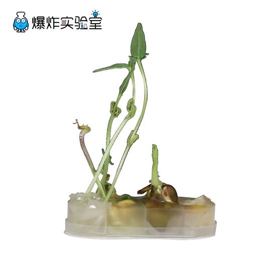种子发芽 商品图1