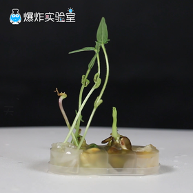 种子发芽