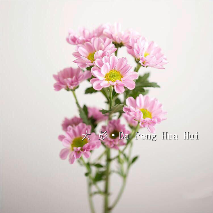 清新脱俗|【小菊】