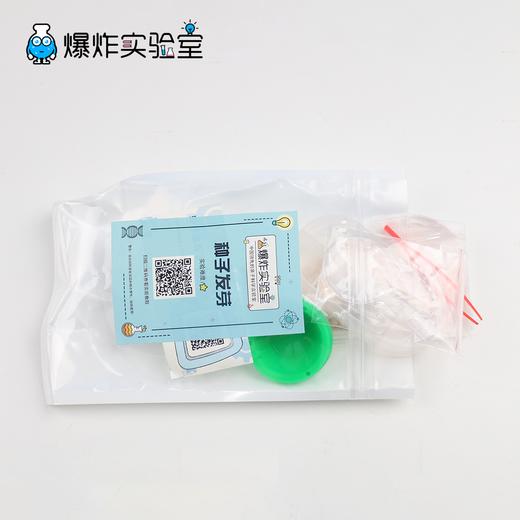 种子发芽 商品图3