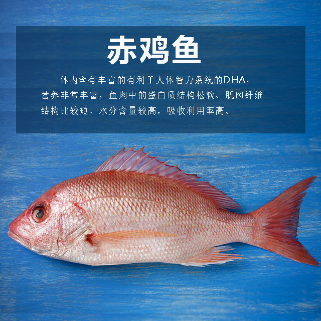 赤鸡鱼(深海捕捞)【肉质鲜嫩,口感肥美,适合清蒸,,红烧】