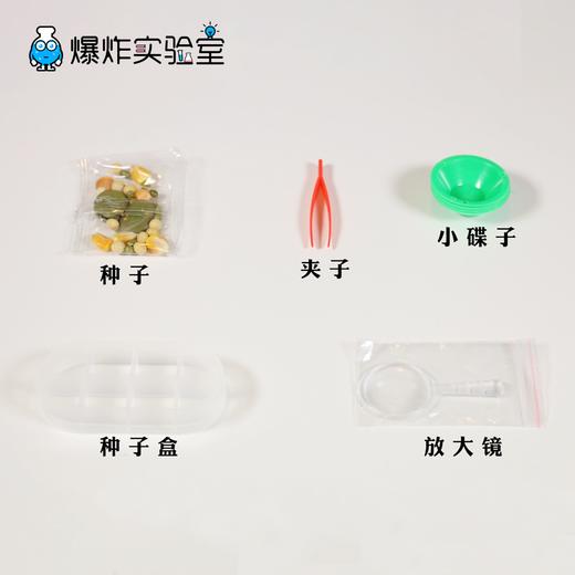 种子发芽 商品图4