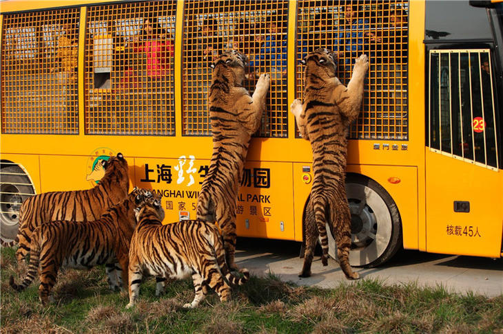 【秋季家庭游】9.16上海野生动物园 一日游活动报名!
