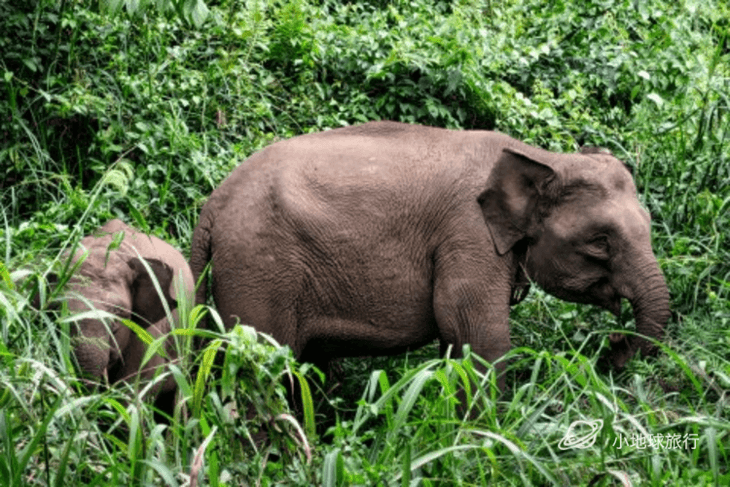 婆罗洲侏儒象,顾名思义,身材矮小,小象一米多,成年雄性身高也不超过2.