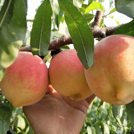 生态水蜜桃 | 合作生产 *Eco-Peach | Coproduction 商品图0