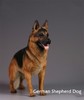 德国牧羊犬1:6仿真模型 商品缩略图2