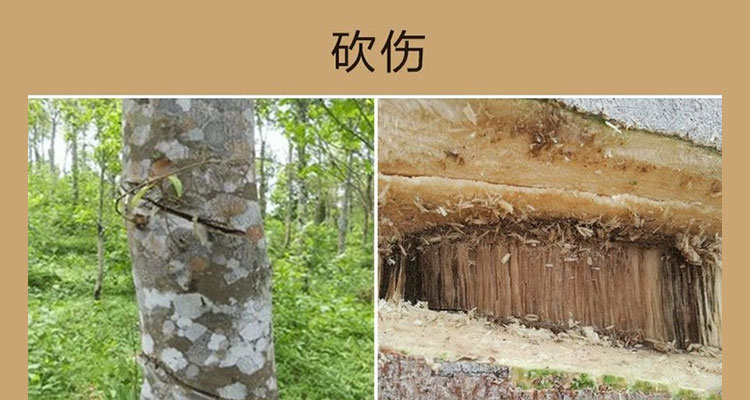 这么“变态”的人工结香法，你看了还会买吗？