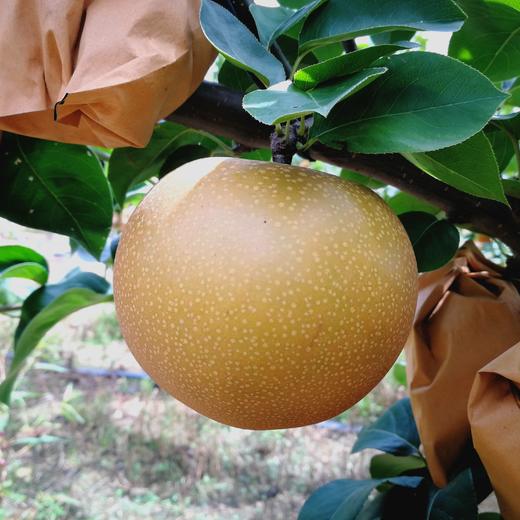 有机秋月梨 | 合作生产 *  Organic-Autumn pear | Coprodution 商品图1