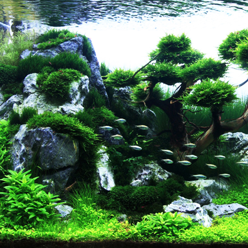 自然原石 青龙石 鱼缸造景石头水族装饰水草造景草缸