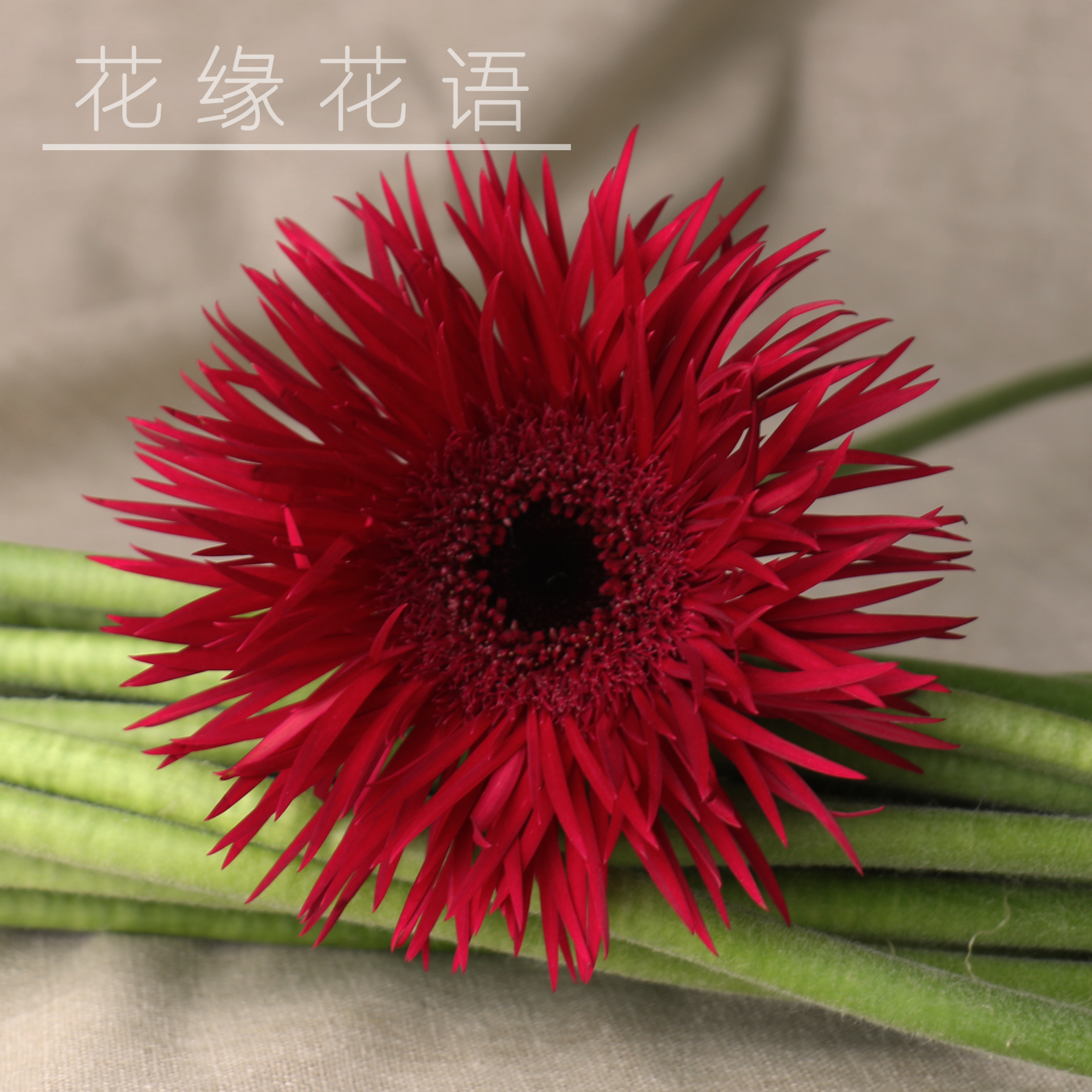 拉丝非洲菊-红色-10枝/扎