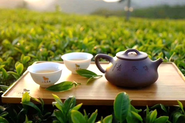清晨,一壶淡雅清香的连翘茶,可以让每天有个好的心情