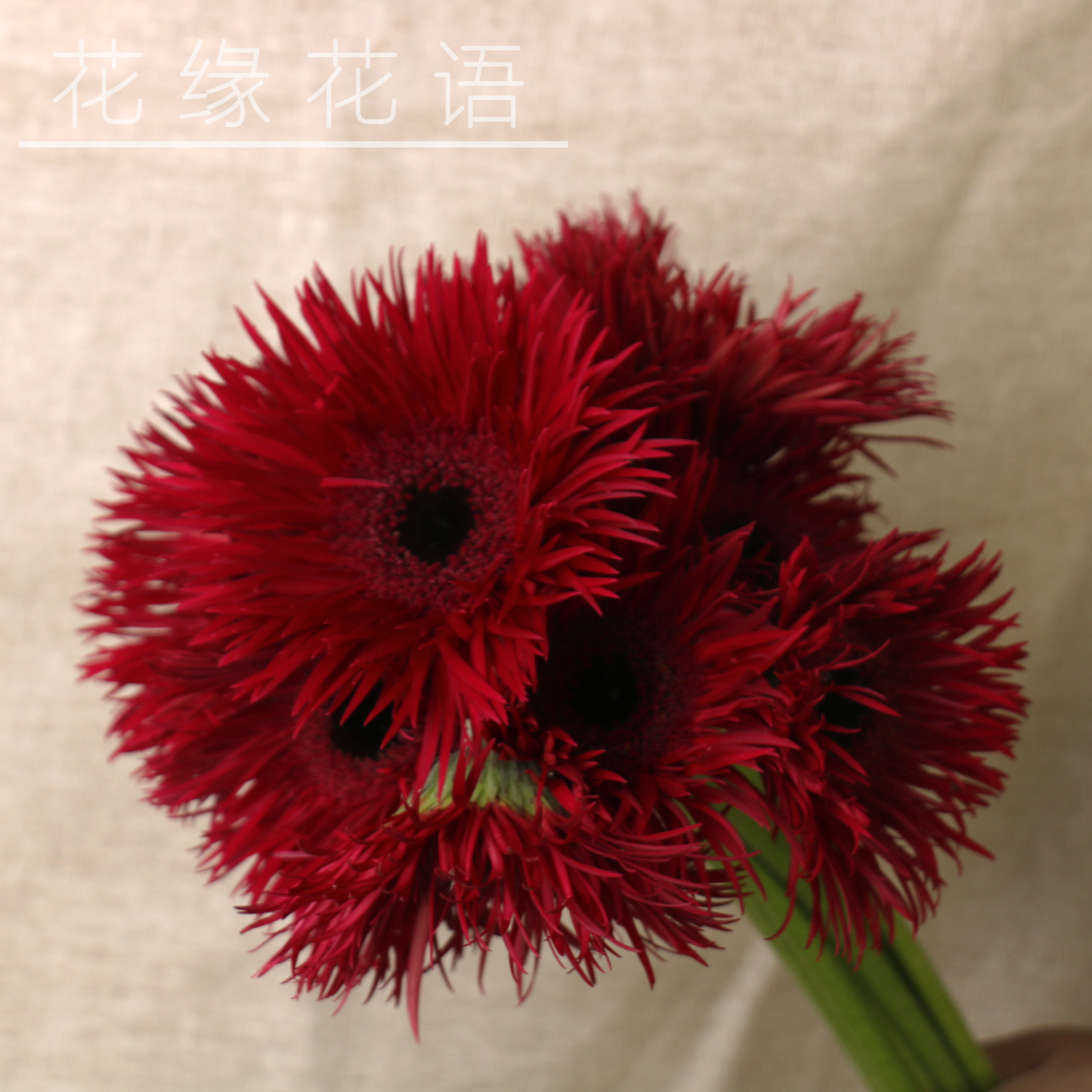 拉丝非洲菊-红色-10枝/扎