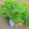 每日现摘_密农人家水生罗莎绿生菜_营养价值高90g 商品缩略图3