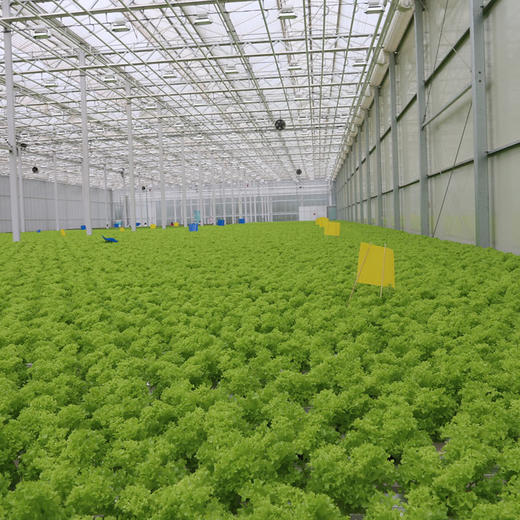 每日现摘_密农人家水生罗莎绿生菜_营养价值高90g 商品图2