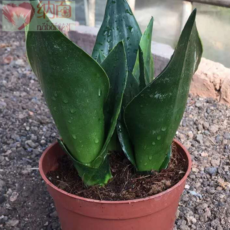 껢Ƥ