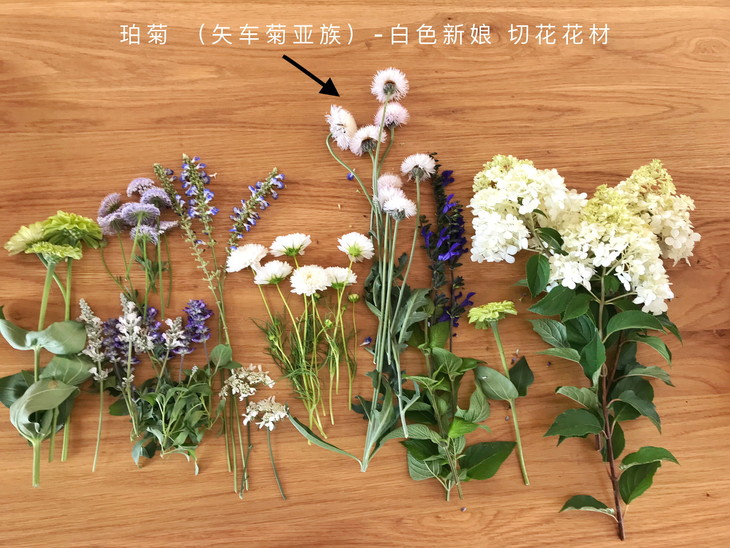 珀菊种子 白色新娘 (矢车菊亚属)切花 预计2月18日左右发货