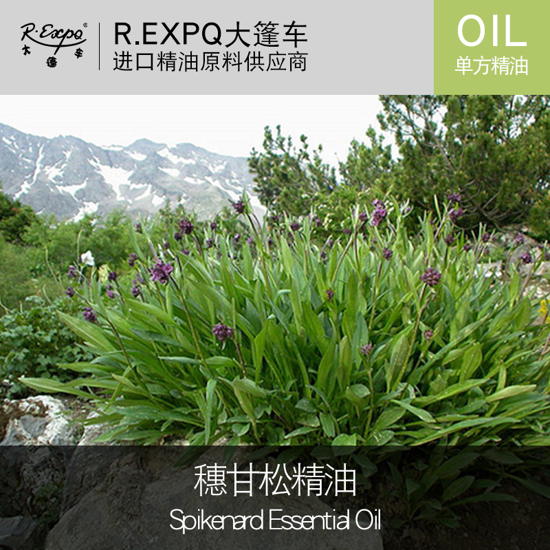 穗甘松精油 spikenard essential oil进口单方精油原料批发