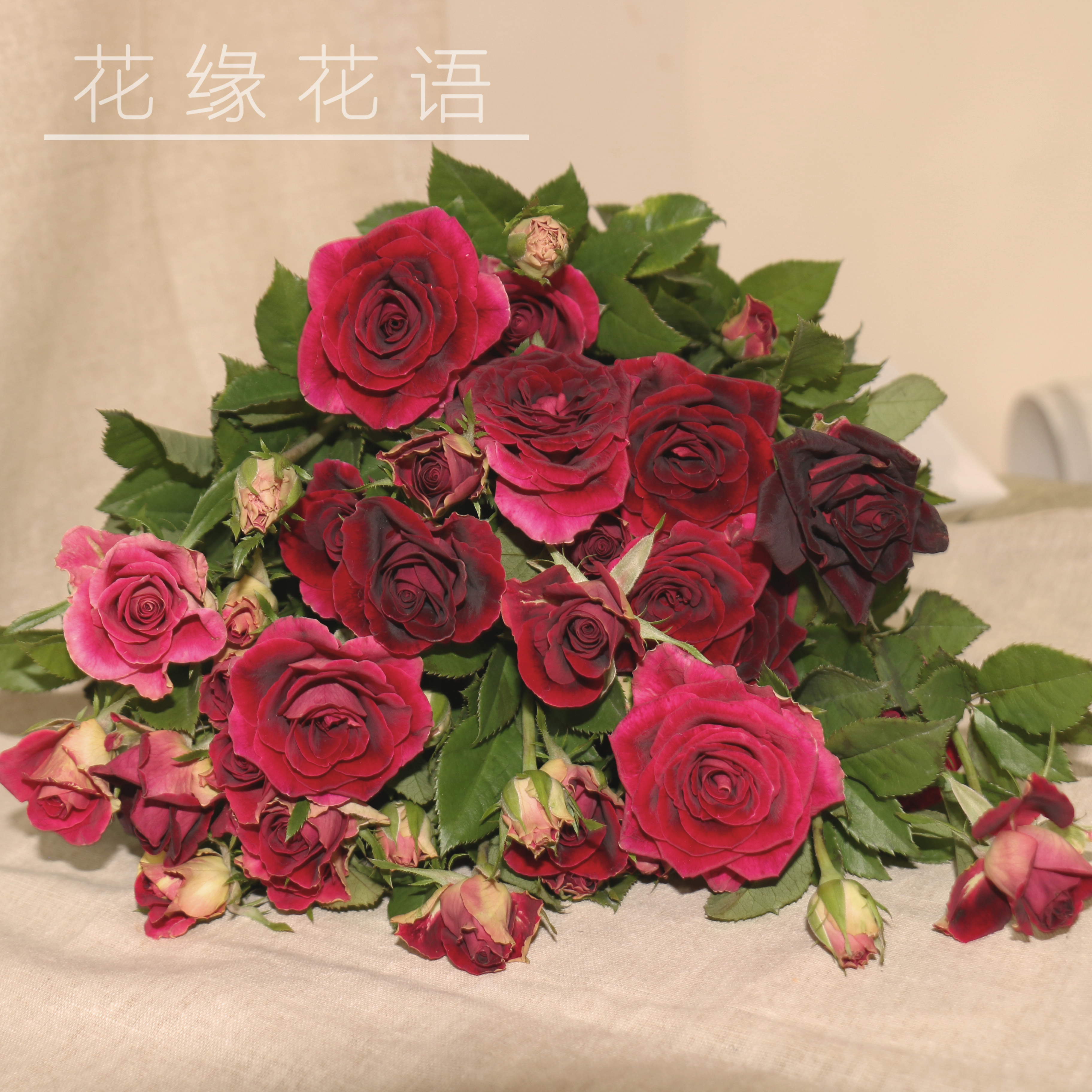 多头玫瑰-多头紫罗兰-10枝/扎 有土栽培