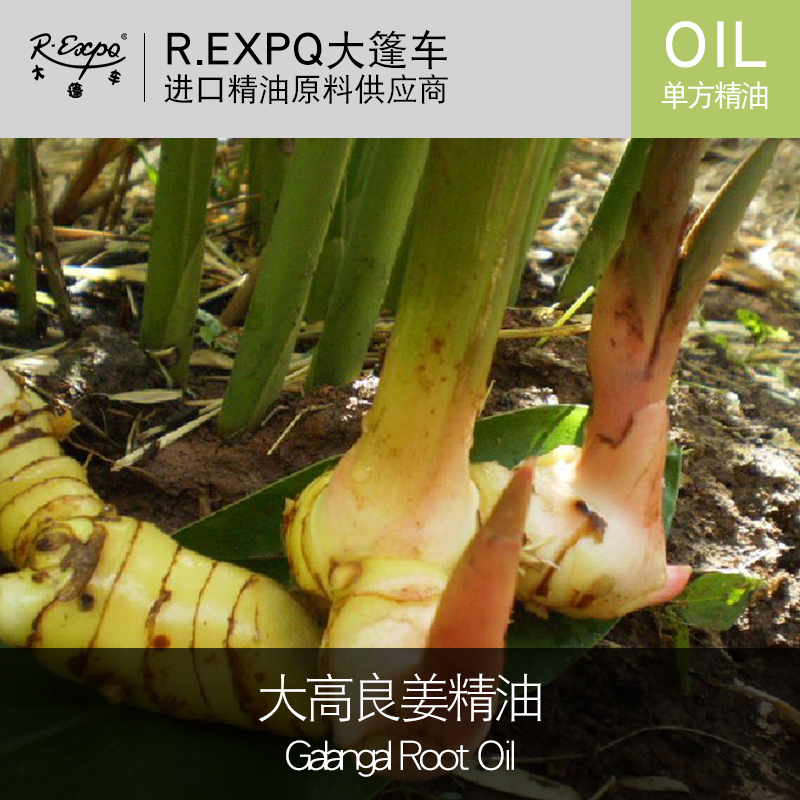 大高良姜精油galangal root oil进口单方精油原料批发