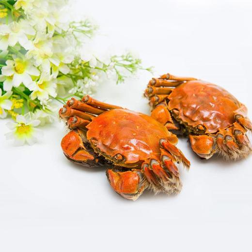 阳澄湖大闸蟹--礼盒首选 商品图1