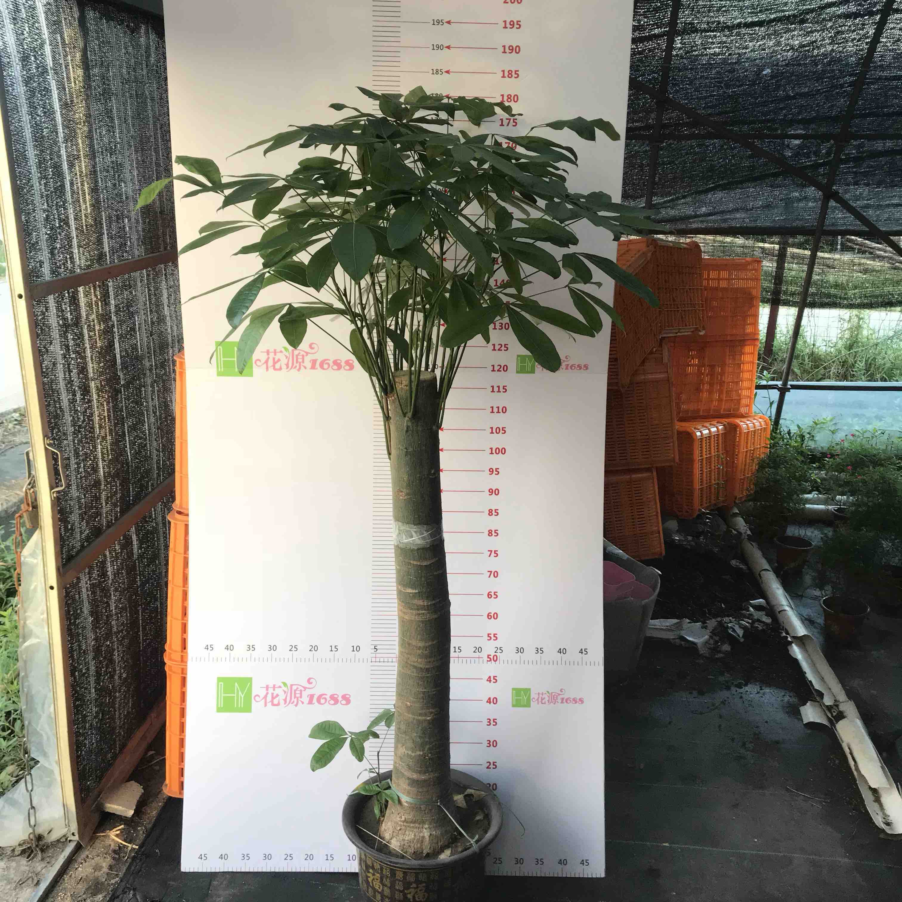 独杆粗发财树1.6- 1.8米 含运费
