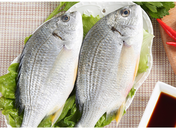 【高端立鱼】黄脚立鱼 黄鳍鲷丨美食家蔡澜推荐的海鱼