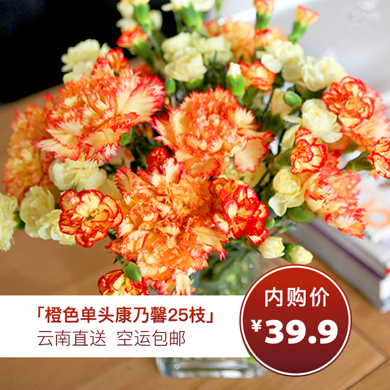 【单头康乃馨（橙色）20枝，实发25枝】花头更大，体态玲珑，端庄大方，芳香清幽