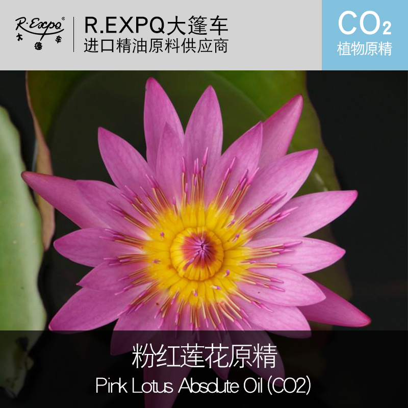 超临界粉红莲花精油 pinklotus absolute oil进口单方精油原料批发