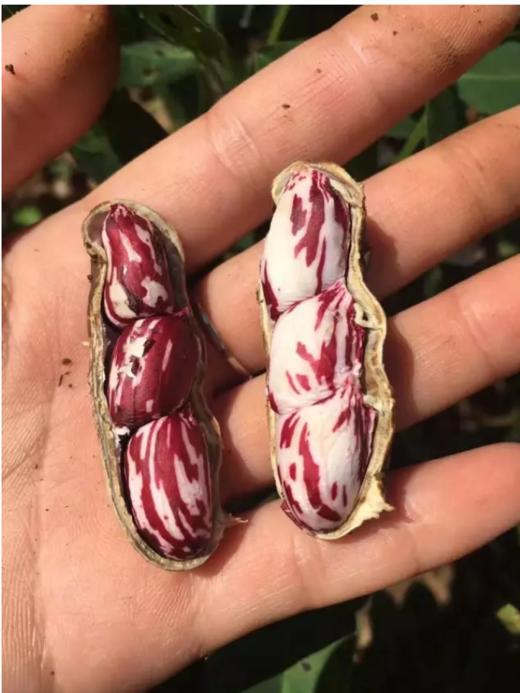 云南七彩野地花生1000gO吾禾 商品图0