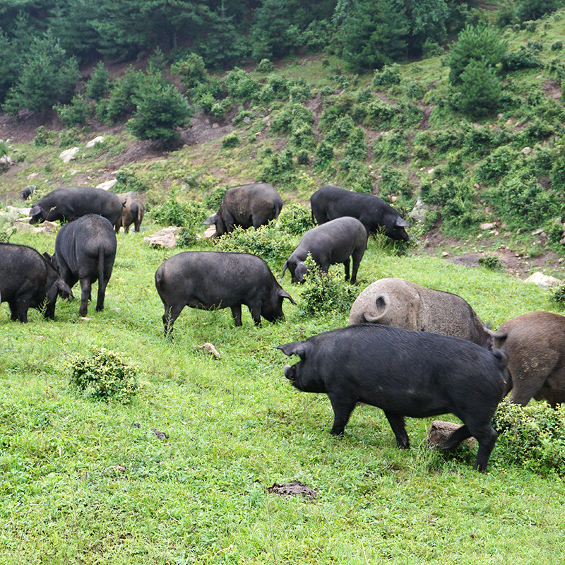 深山放养翻山黑猪 猪前尖肉 肥而不腻 前臀尖 100