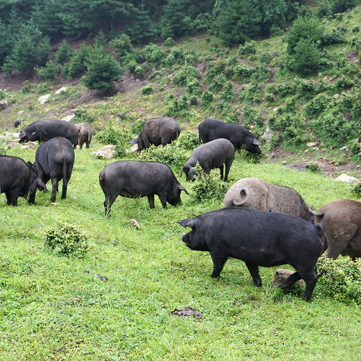 深山放养翻山黑猪 猪前尖肉 肥而不腻 前臀尖 1kg 京津冀包邮土猪肉 买就送调料包 商品图5