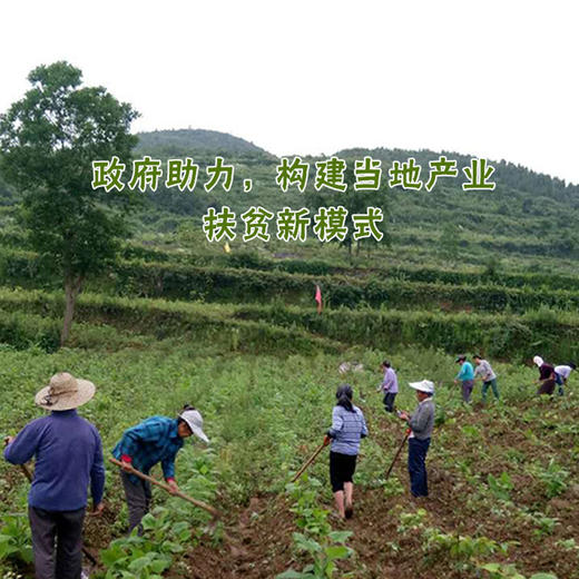 【预售特价,10月12号发货，正常销售后恢复原价】 【沿河·雪莲果】 【5斤装/全国包邮】清甜爽口 脆嫩多汁 云贵高原长在土里的水果 商品图1